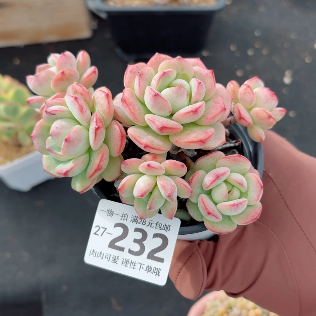 白底香草无盆土发货无盆土发货无