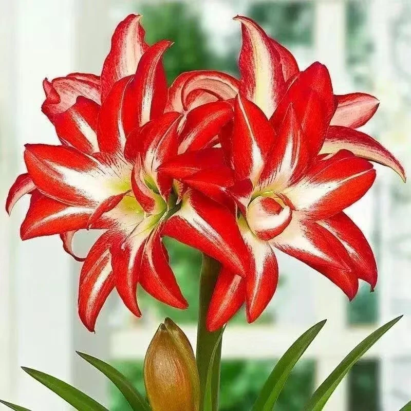 漩涡】朱顶红种球  6-7厘米