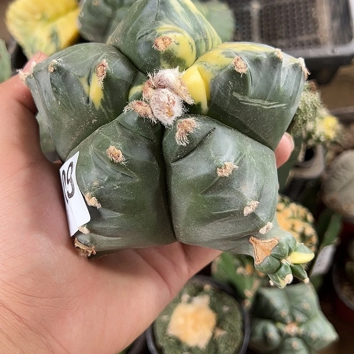 t***3龟甲鸾锦仙人球3909号