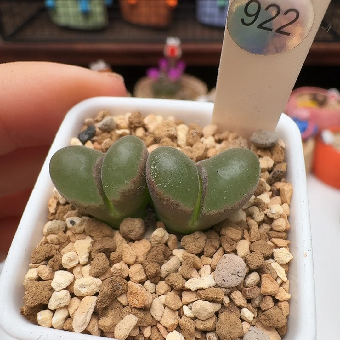 多肉植物福利风铃922