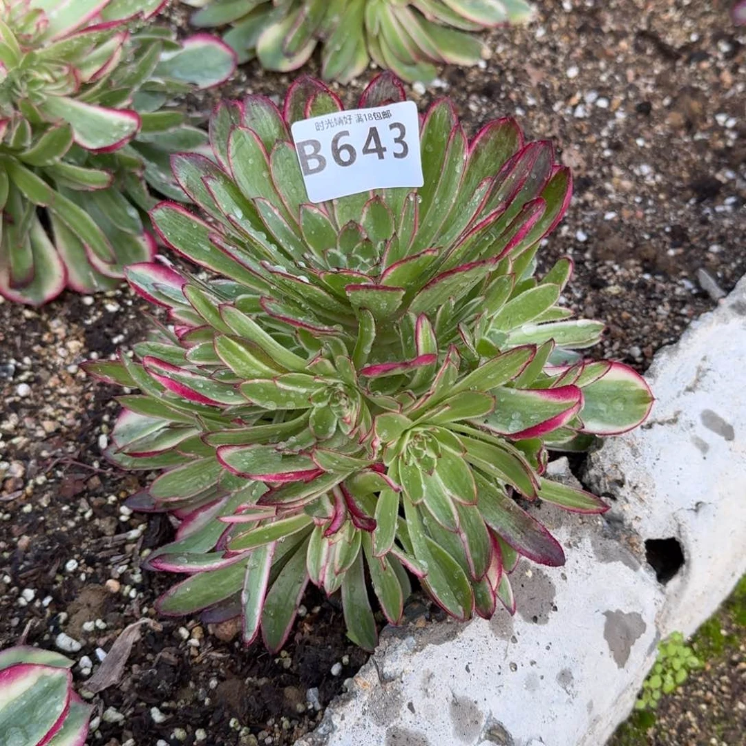 鱼*水643瑶光多肉植物