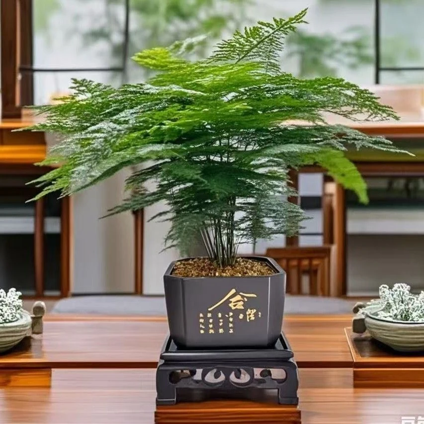 送盆+底托文竹精致盆栽植物室内绿化四季迷你办公室绿植