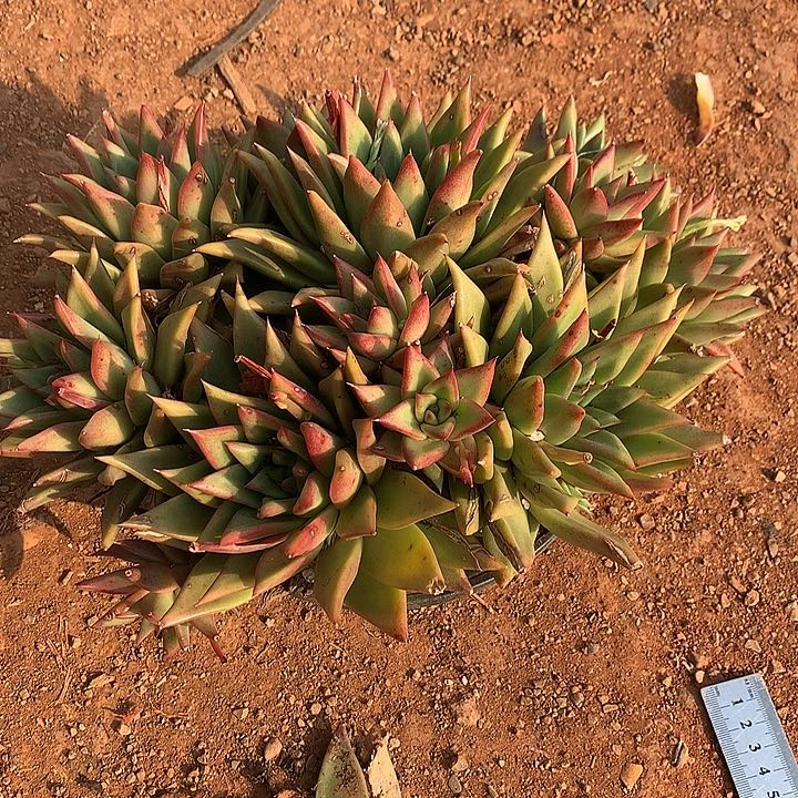 玩****储美肉特价活动开始啦