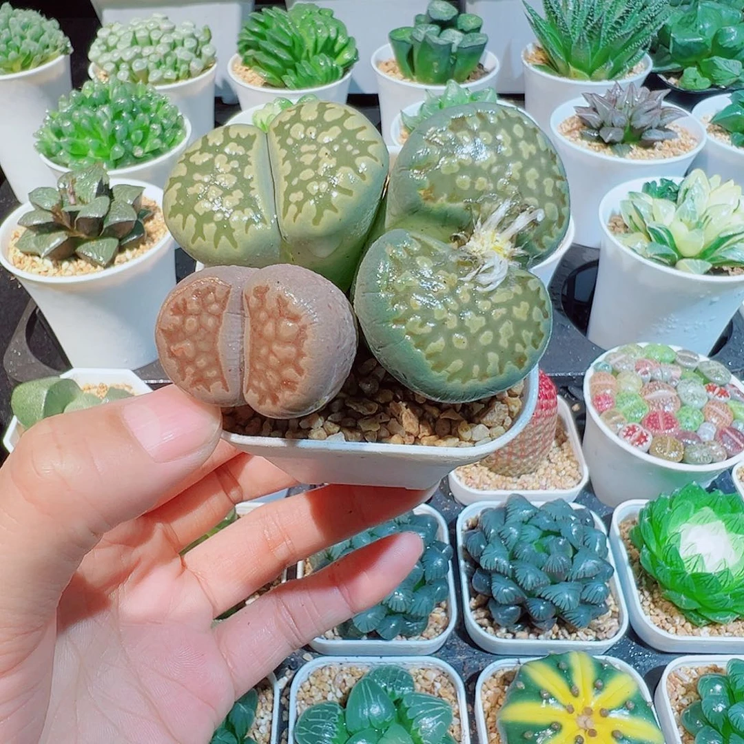 三头母本生石花多肉