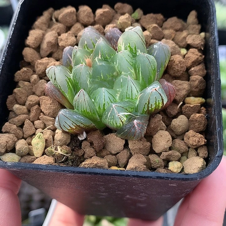 小丸子一物一拍带盆