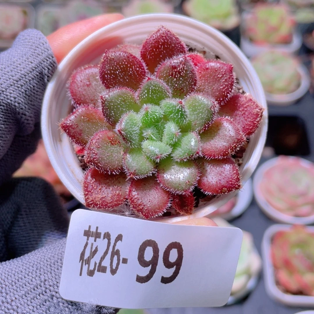 花利美26-99卡罗尔