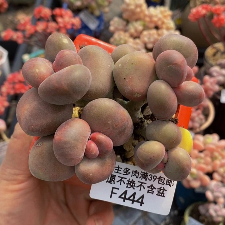 芒果奶7cm444多肉植物