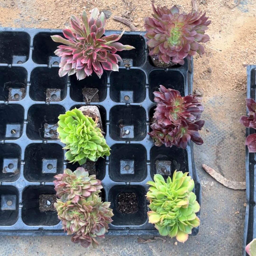 6棵缀化，带小土团发货