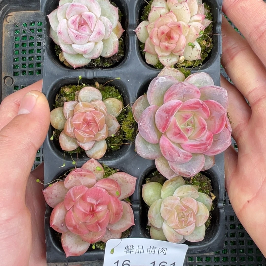 精品多肉一物一拍16-161