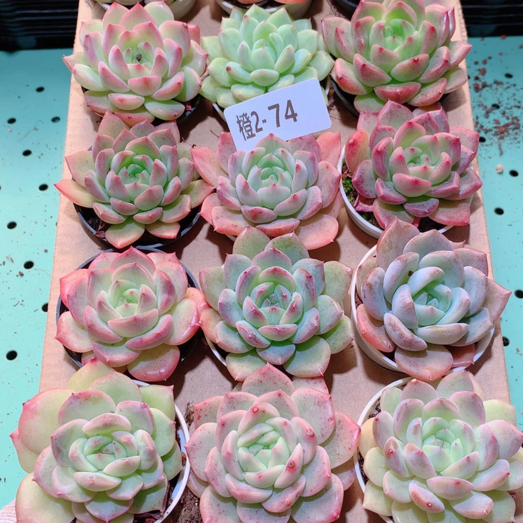 2-74一物一拍多肉带盆18颗