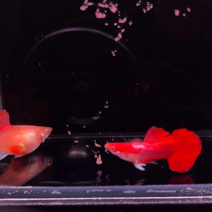 孔雀鱼半月尾折扇白子1对