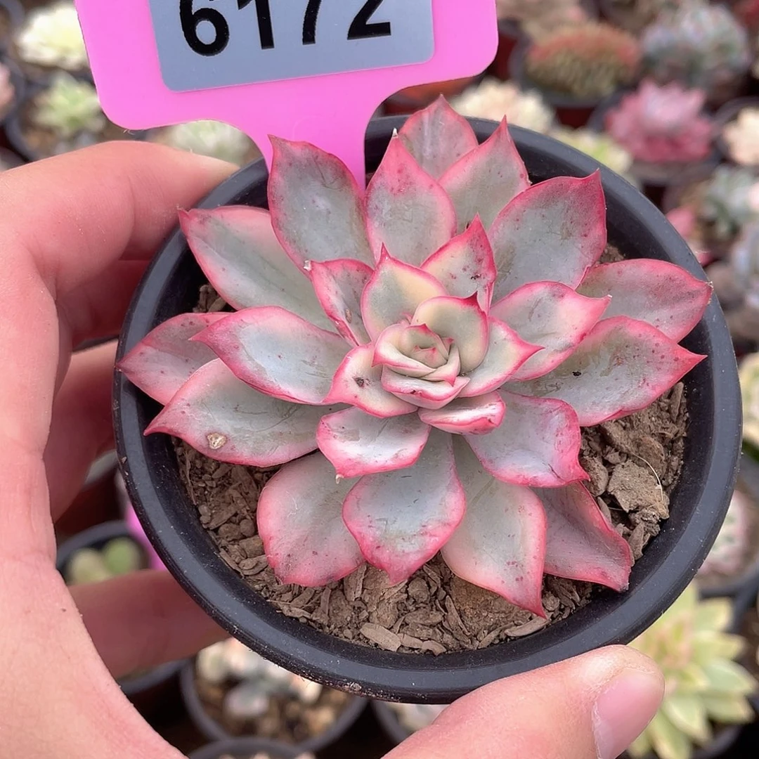 月光女神锦6172号