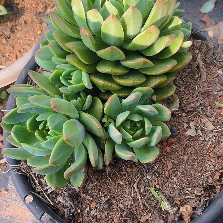 多肉植物。。。。。。。。。。。。。。。。。。。