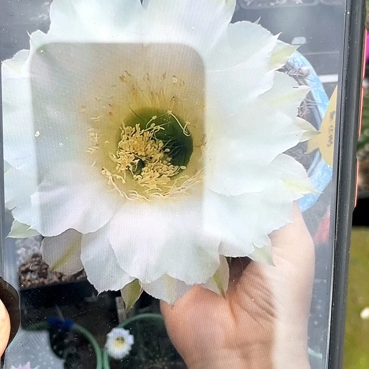 cc149自根6公分左右