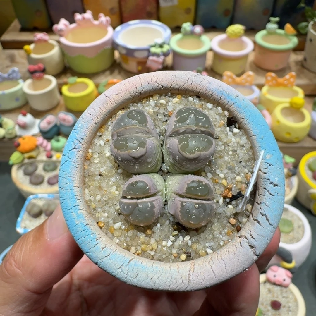 蘑菇1338橄榄多肉植物