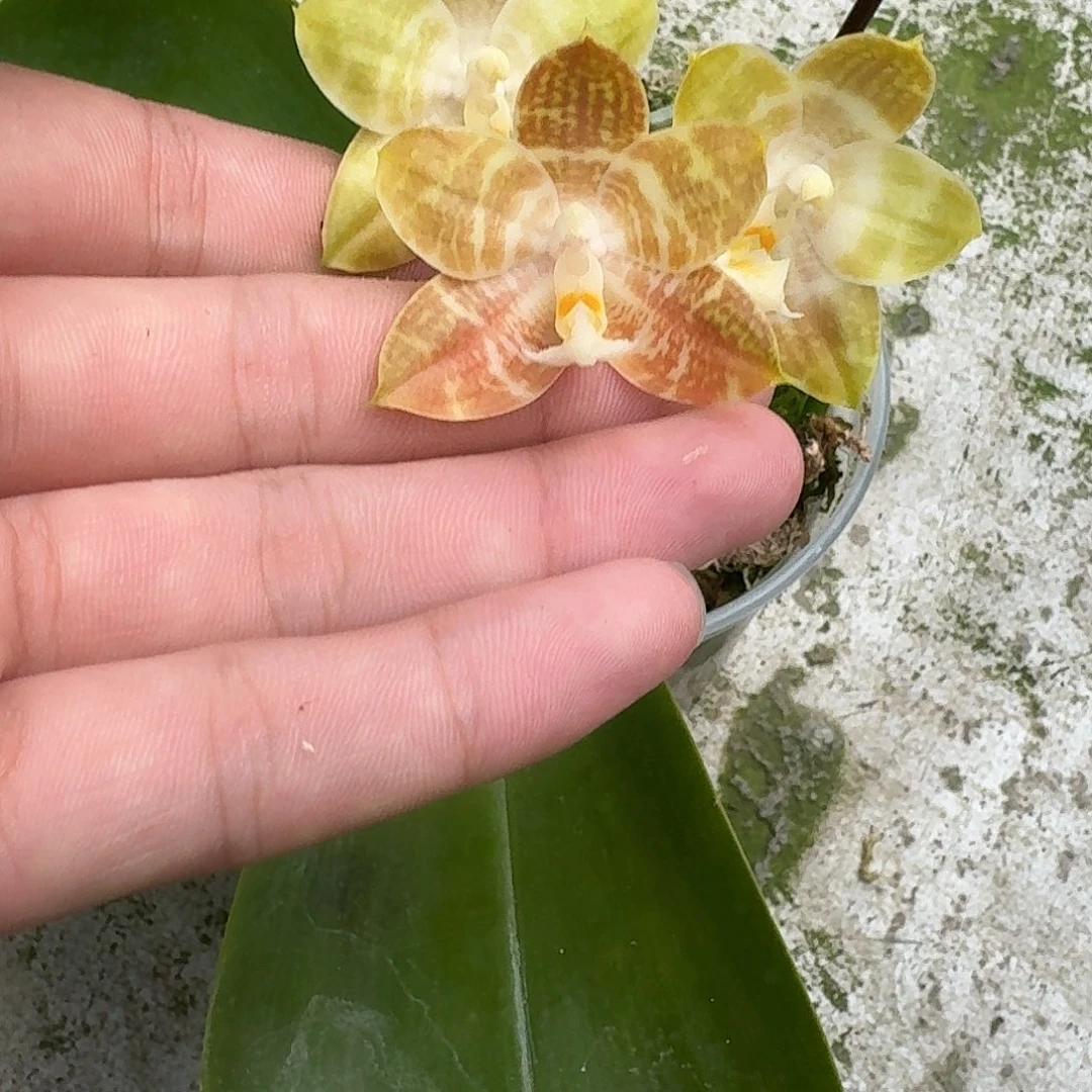 当前无花栽培后可以开花l1070 瑕疵三寸ys1169