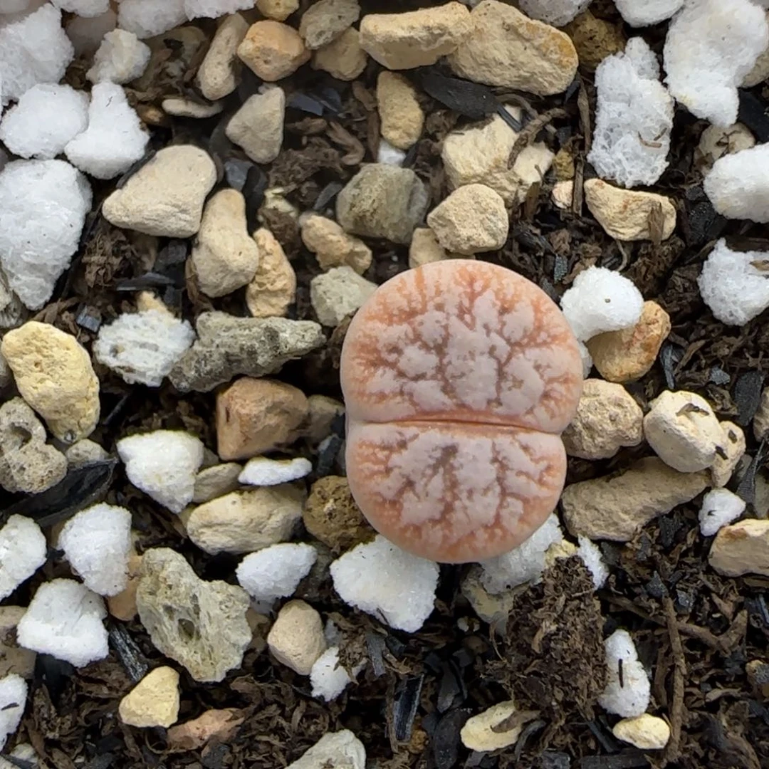 二蜕睫毛189大棚直播30包邮