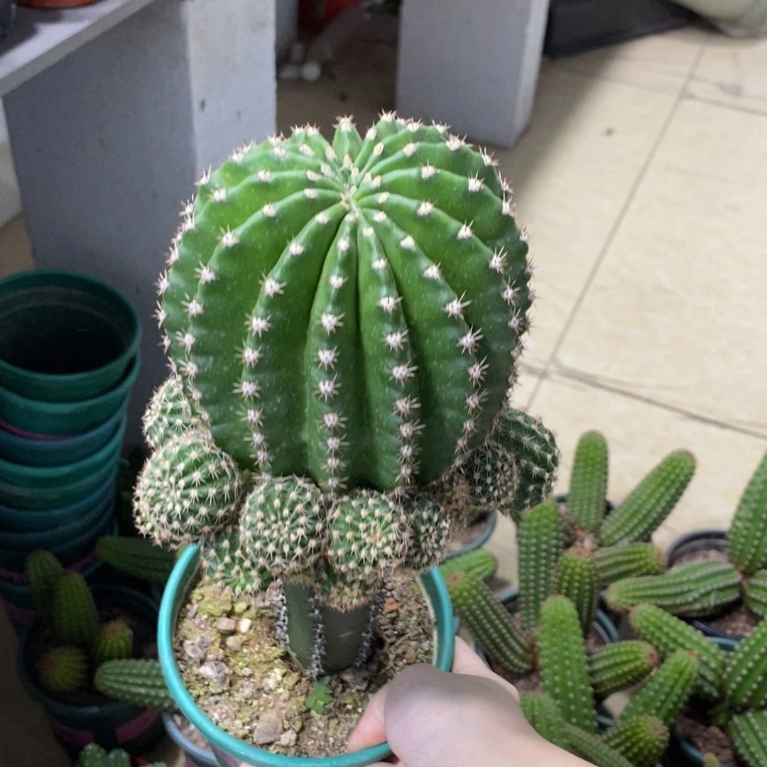 超大群新品彩草皱黄白母本绣谱