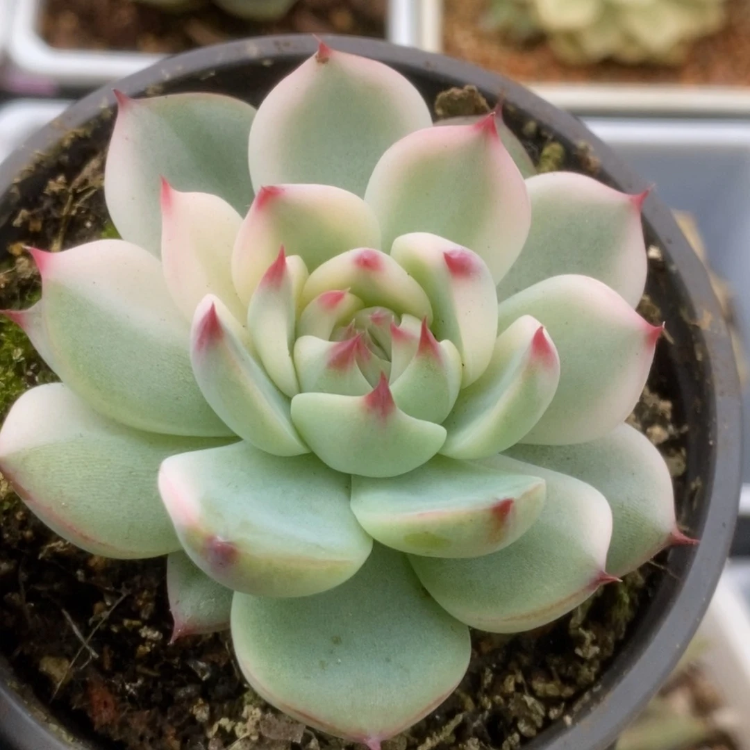 641锦锦锦锦锦锦锦锦