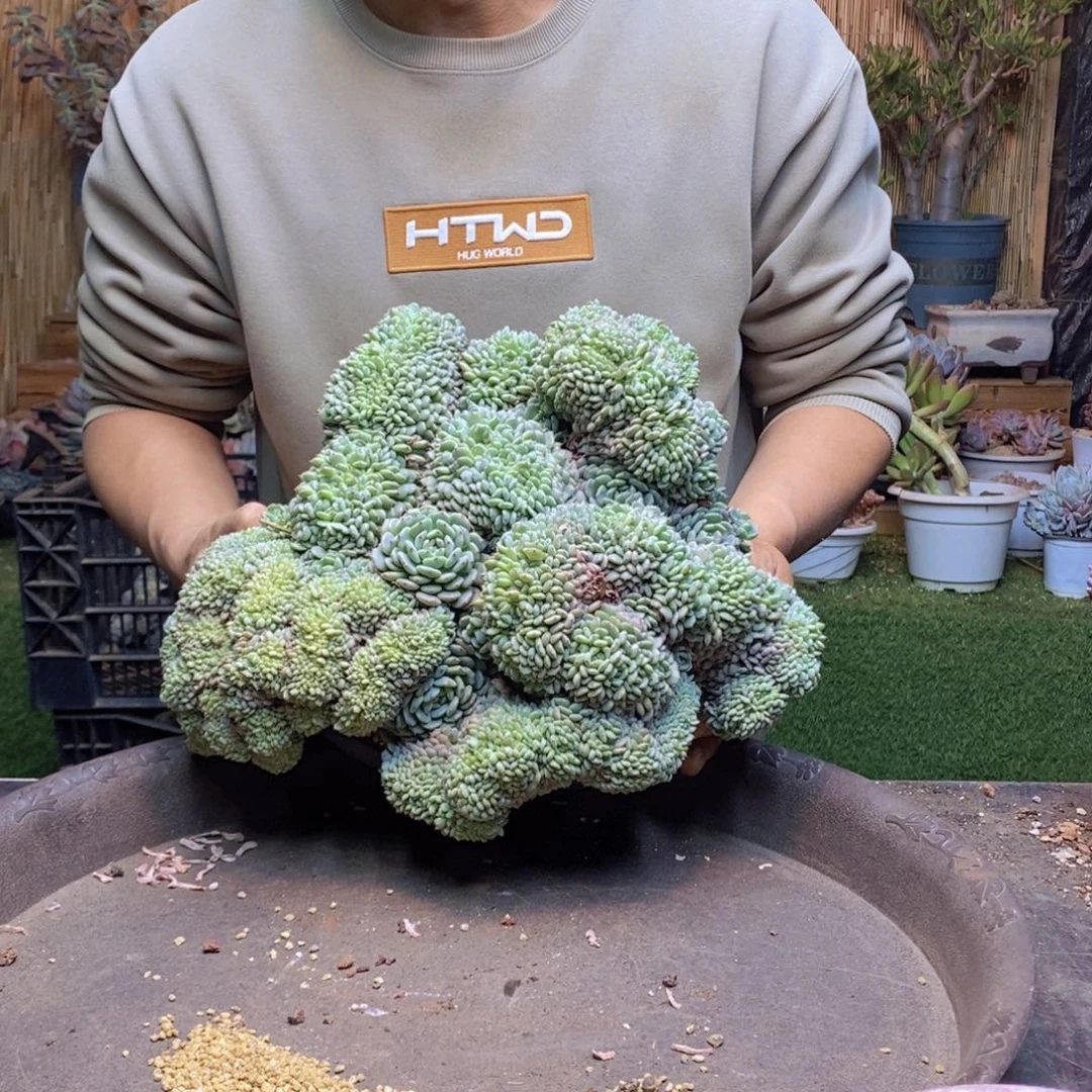 ?****?C224白胖子多肉植物