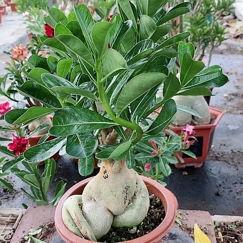 【闪购商品】无花朵小*