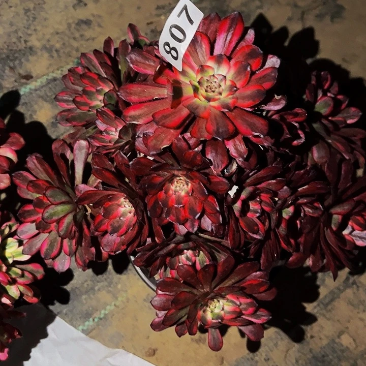 807红金刚多肉植物处理不售后