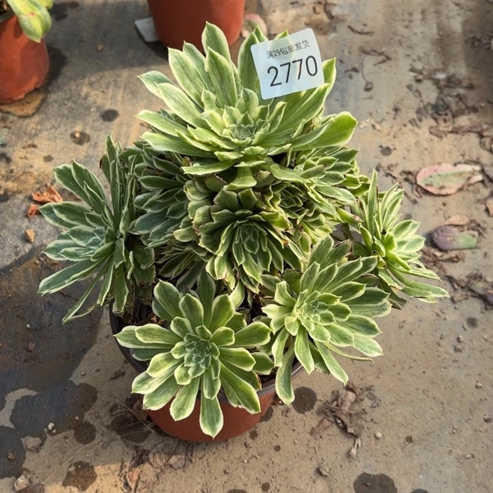 碧浪多肉法师2770