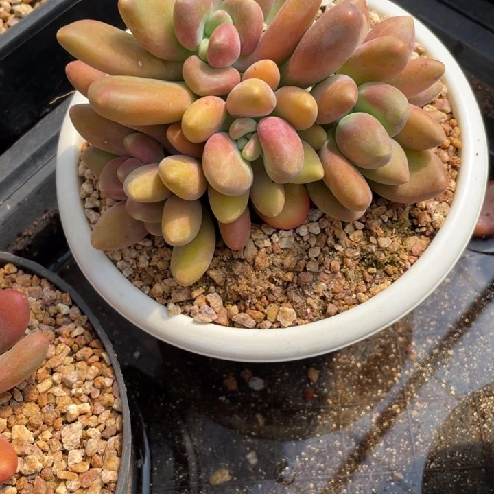 浪***?弥一物一一拍