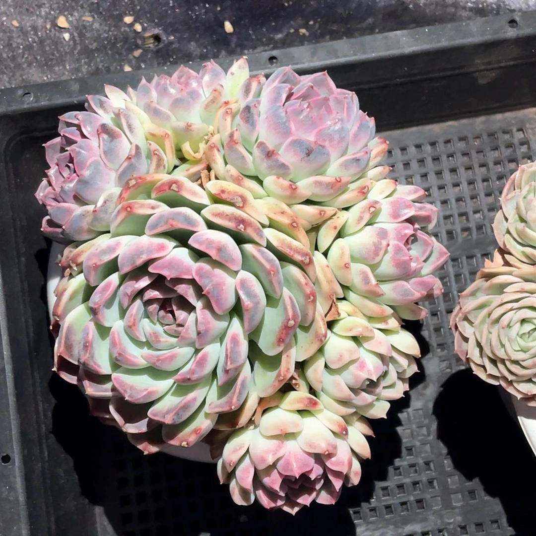 汪*多肉植物一物一拍