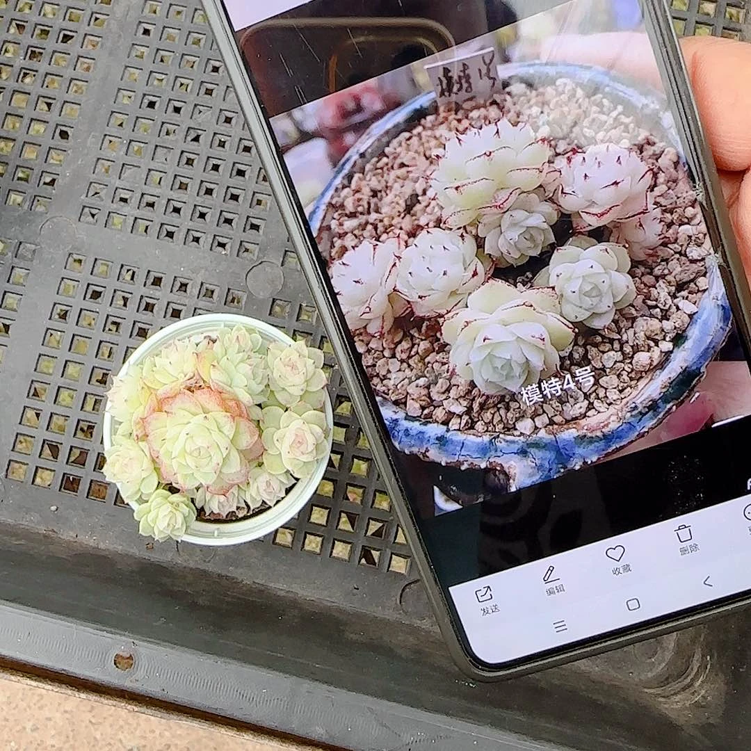 娟***迷1227-28（模特-4）优选