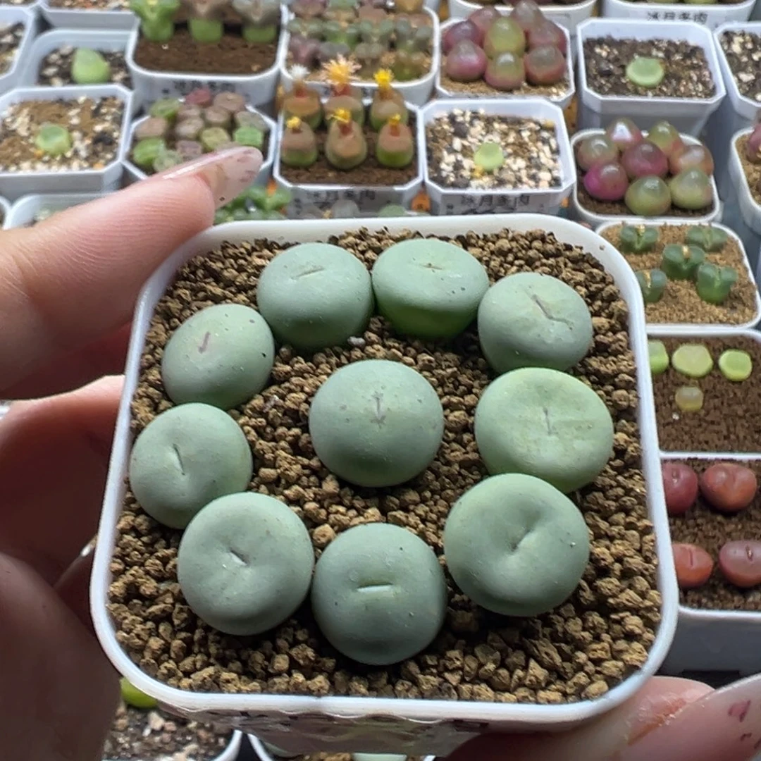 676大型红嘴裸根发货