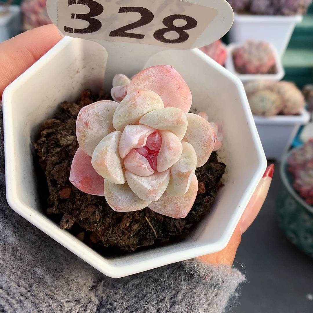 328三头草莓冰玉多肉植物