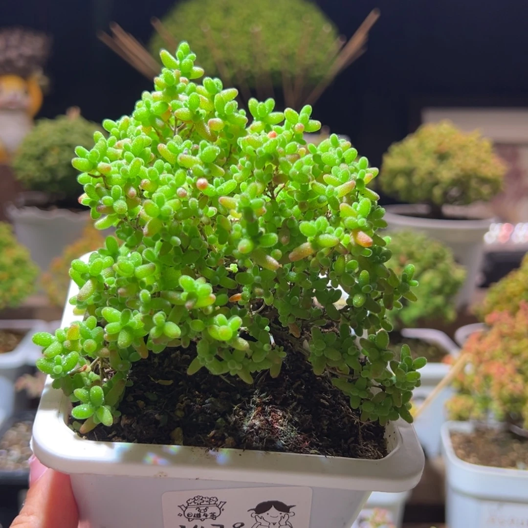 478蜜橘一物一拍带盆土发货
