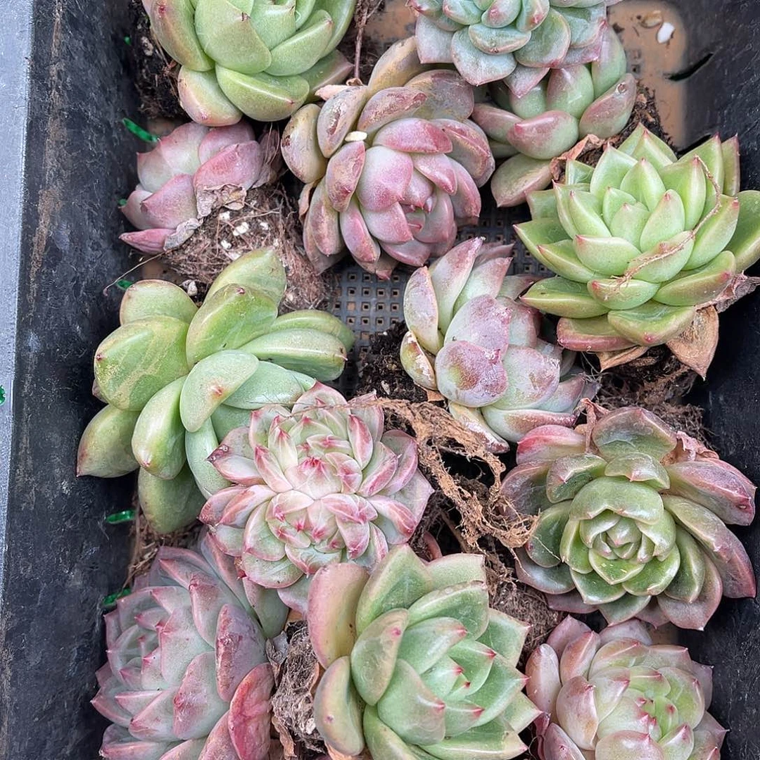 多肉一物一拍8-189