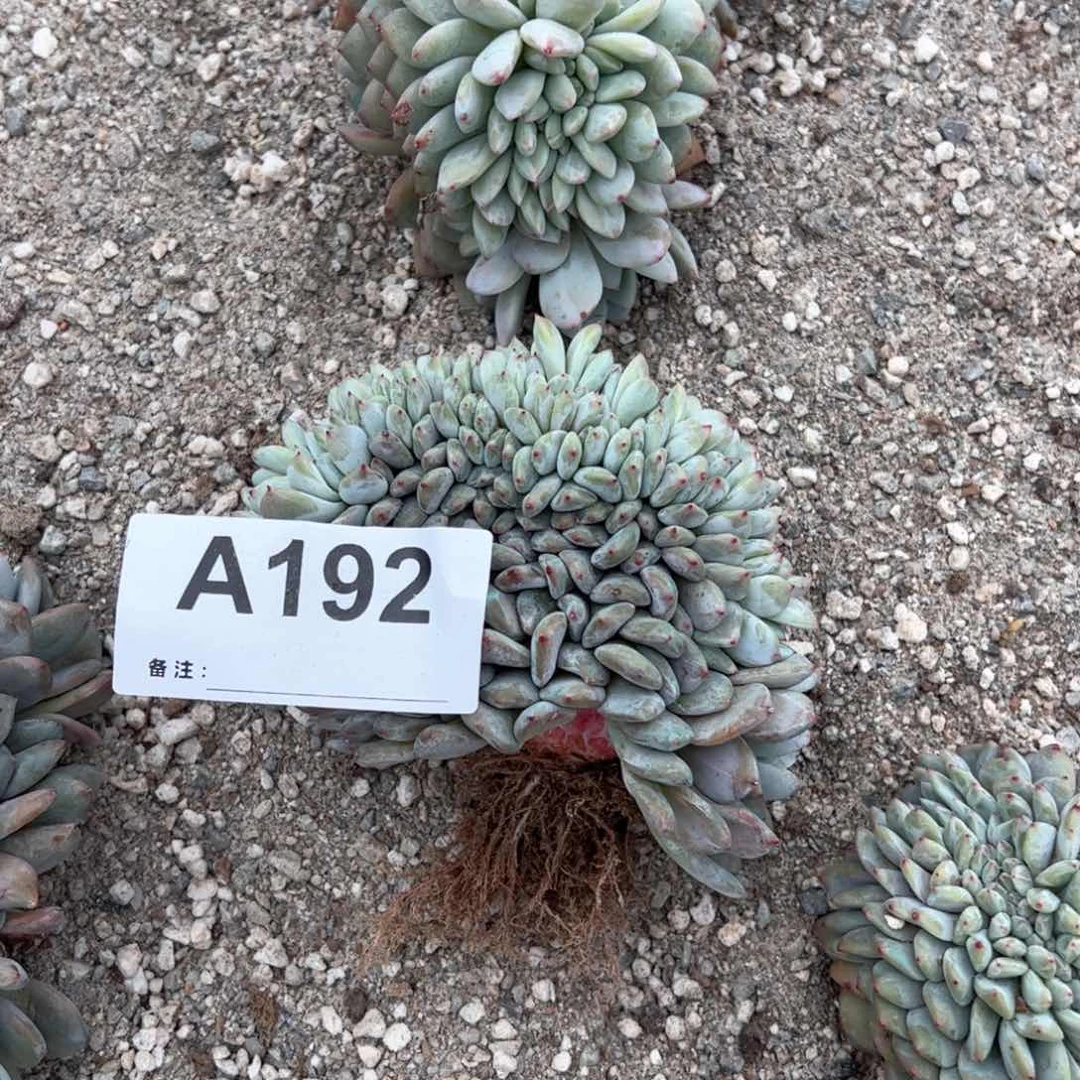 192多肉多肉多肉多肉多