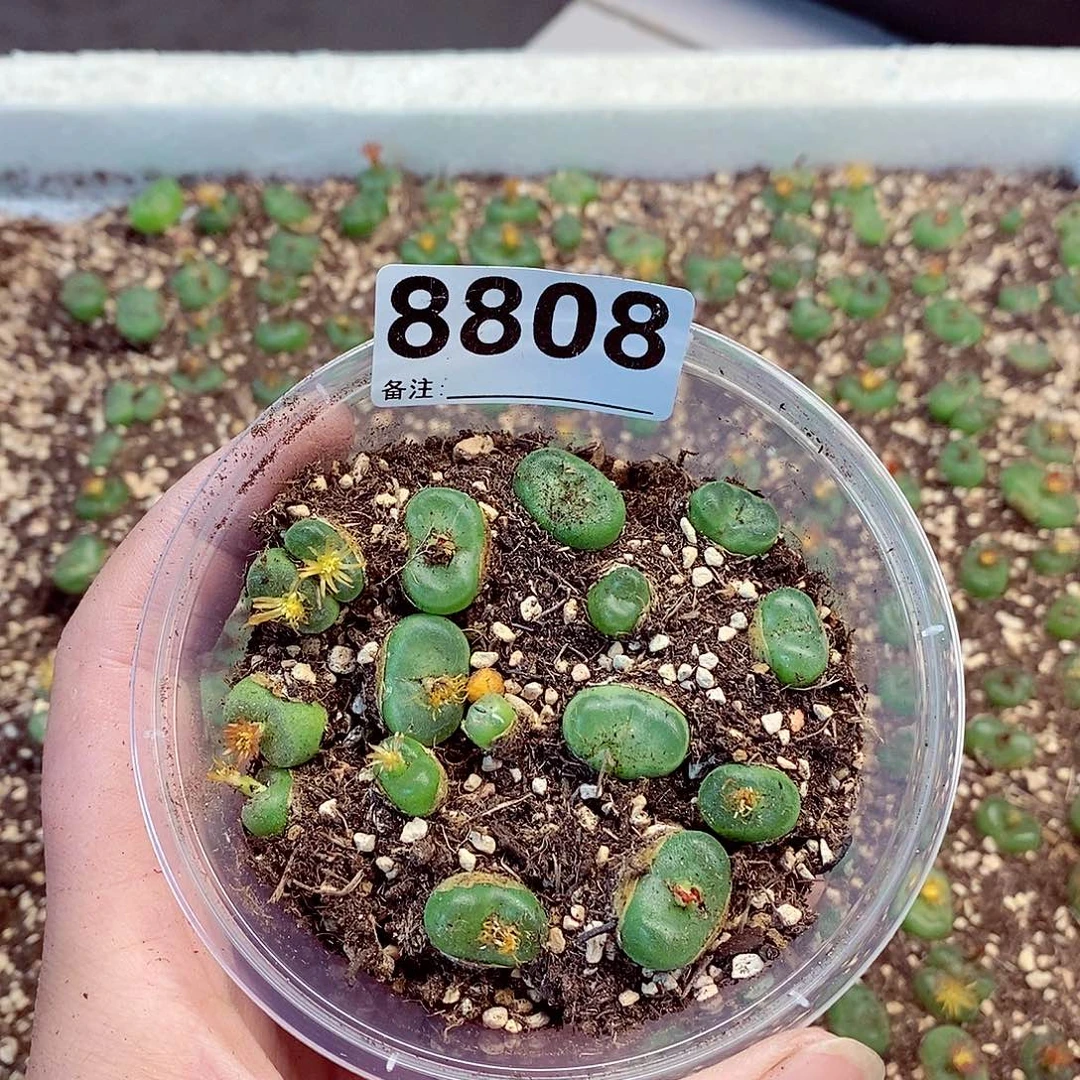 8808啦咯啦咯啦咯嘛