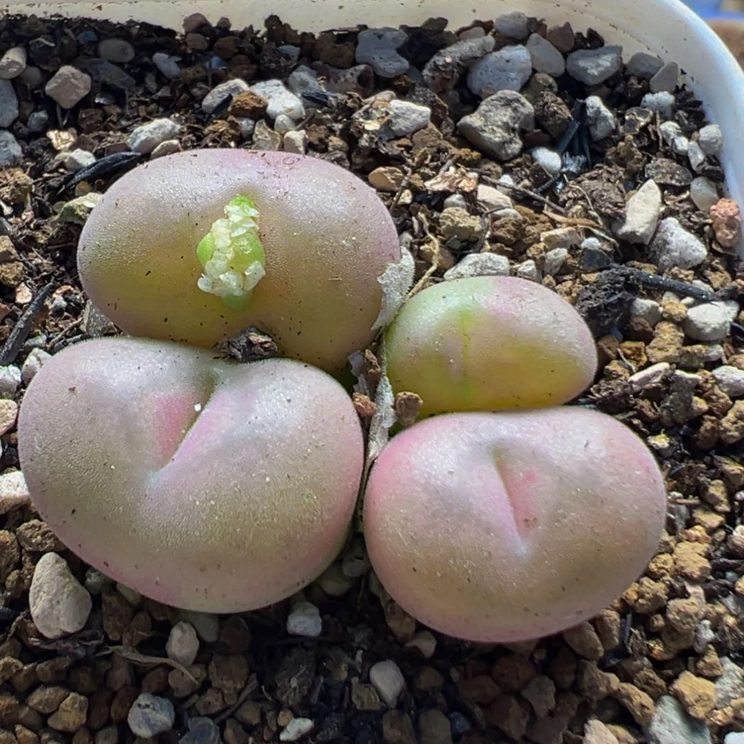 102多肉植物母本空卡