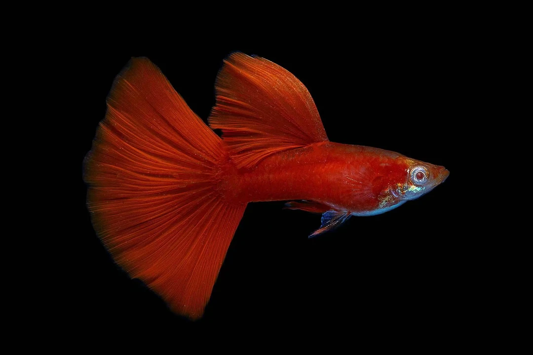 大连超越孔雀鱼将军鱼观赏鱼斗鱼专属链接天空蓝青鳉鱼凤尾鱼活鱼