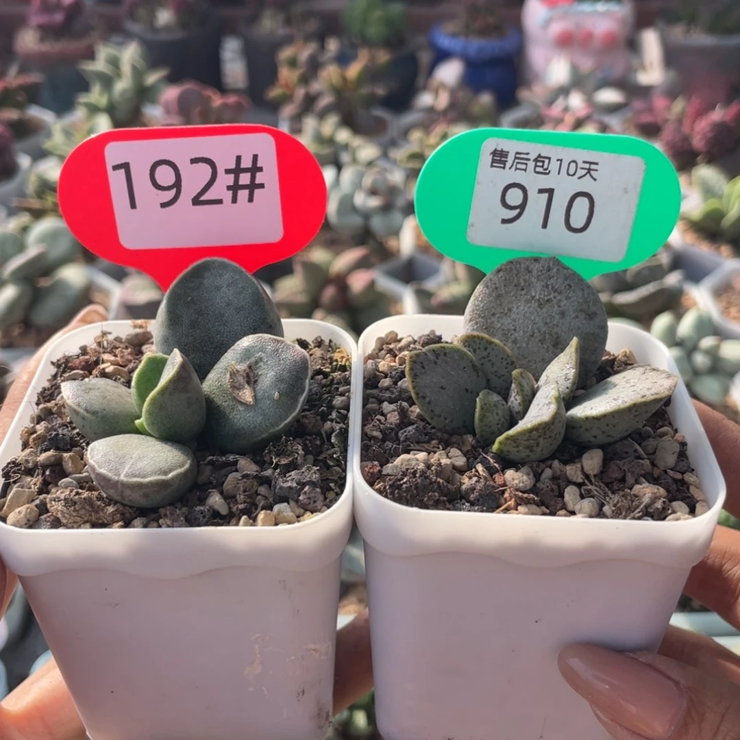 形***.    Av蛋，银波粉蛋。 910。