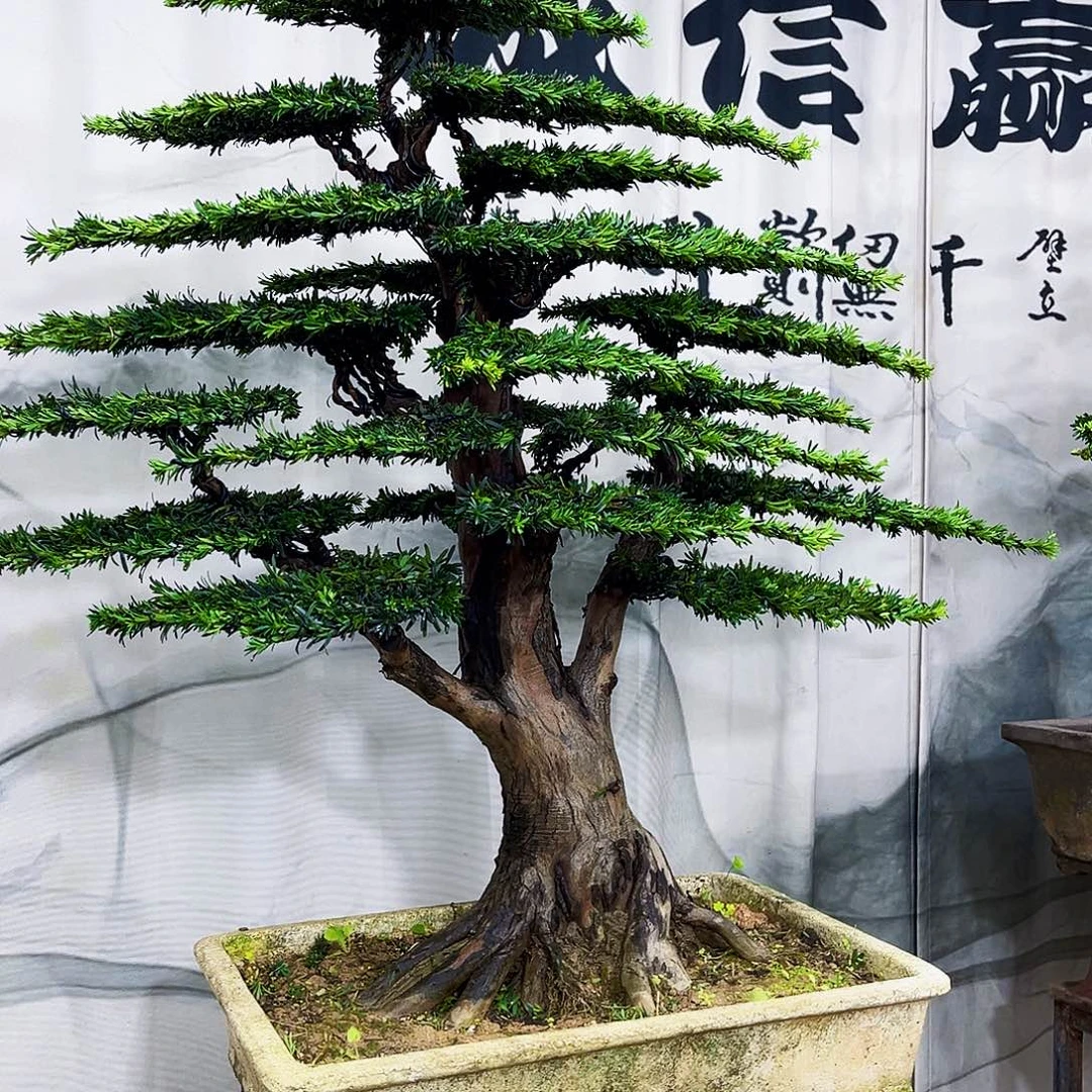 无花朵罗汉松盆景专场