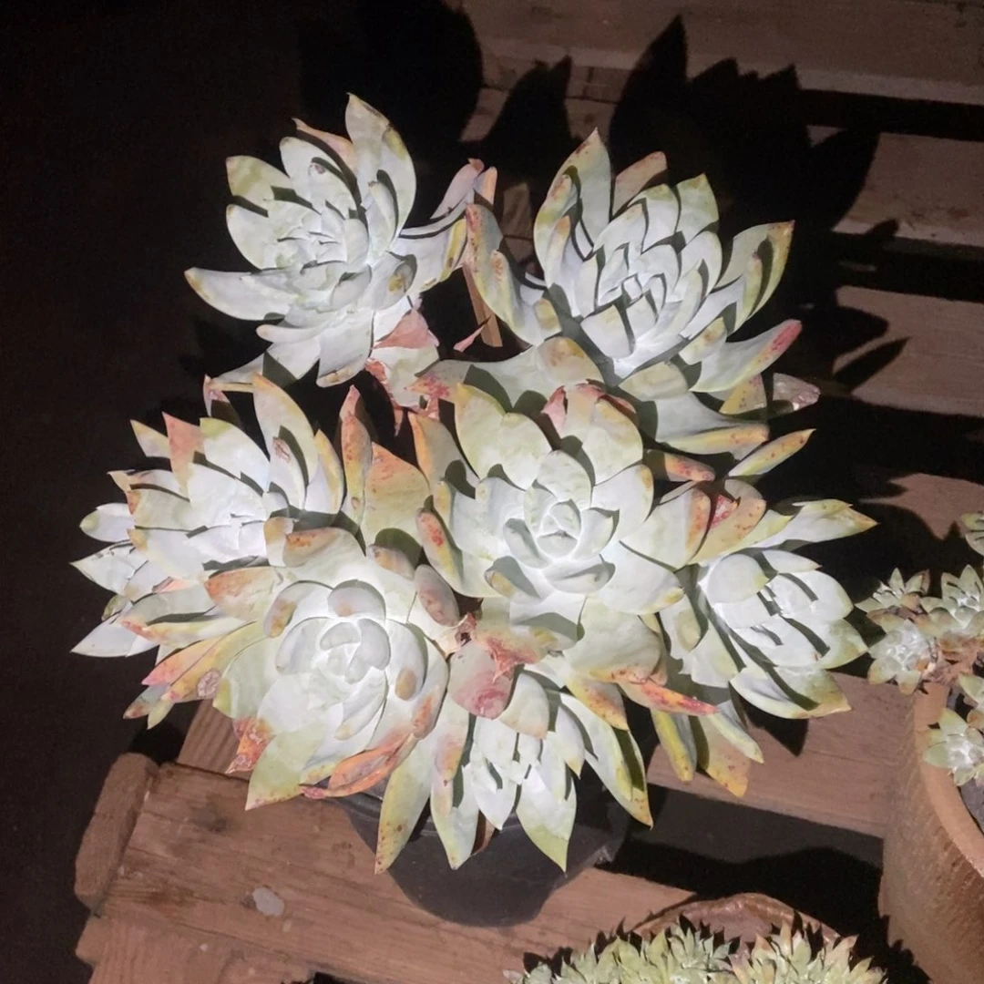 福利多肉植物啦啦啦