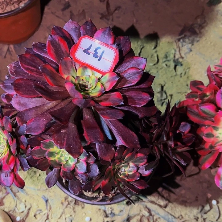 137火烧云多肉植物处理不售后