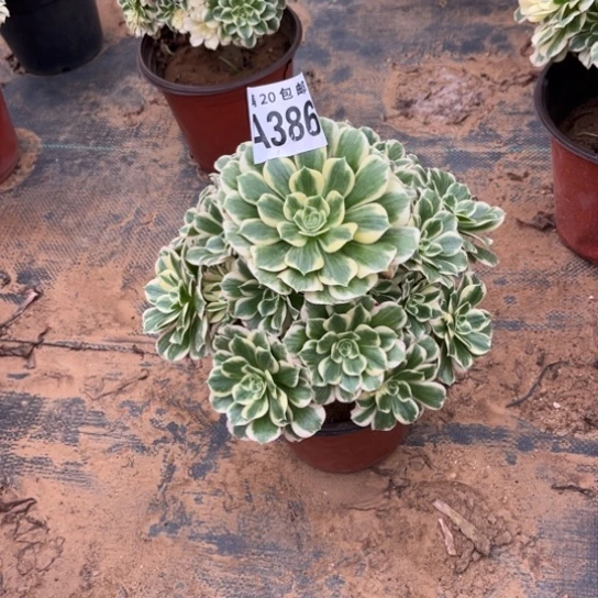 386迈巴赫不包断枝