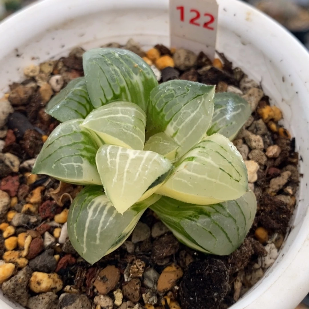 122号实生寿锦多肉植物
