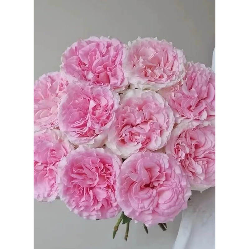 【AAA级鲜花 · 顺丰冷链】洛神玫瑰