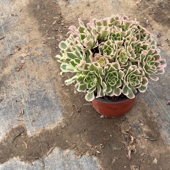 82多肉植物多肉多肉多肉