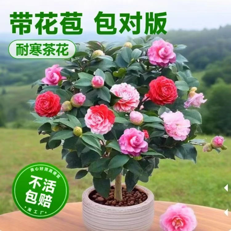 50-60cm五色赤丹带花苞四季开花 粉色盆栽原盆室内外阳台客厅好养