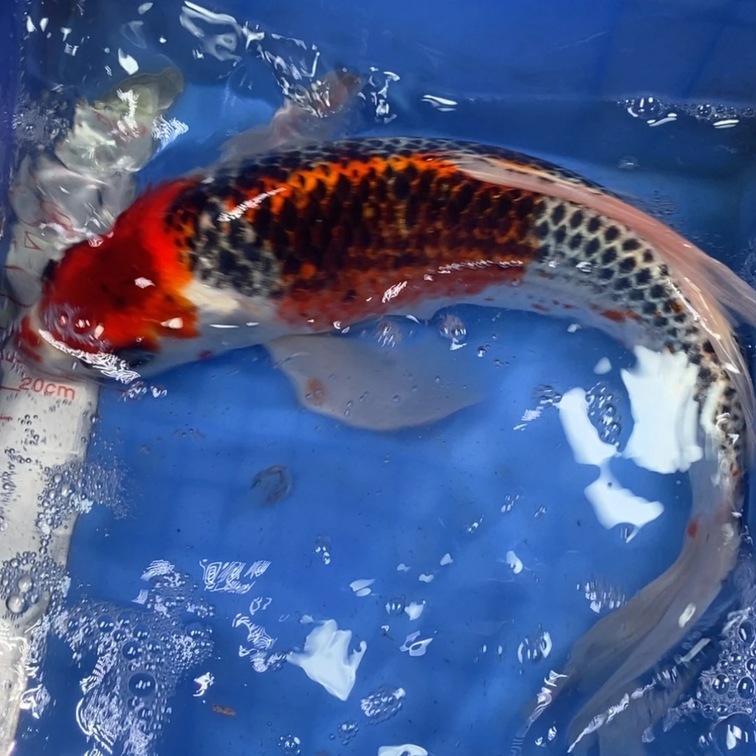 锦鲤冷水锦鲤包邮
