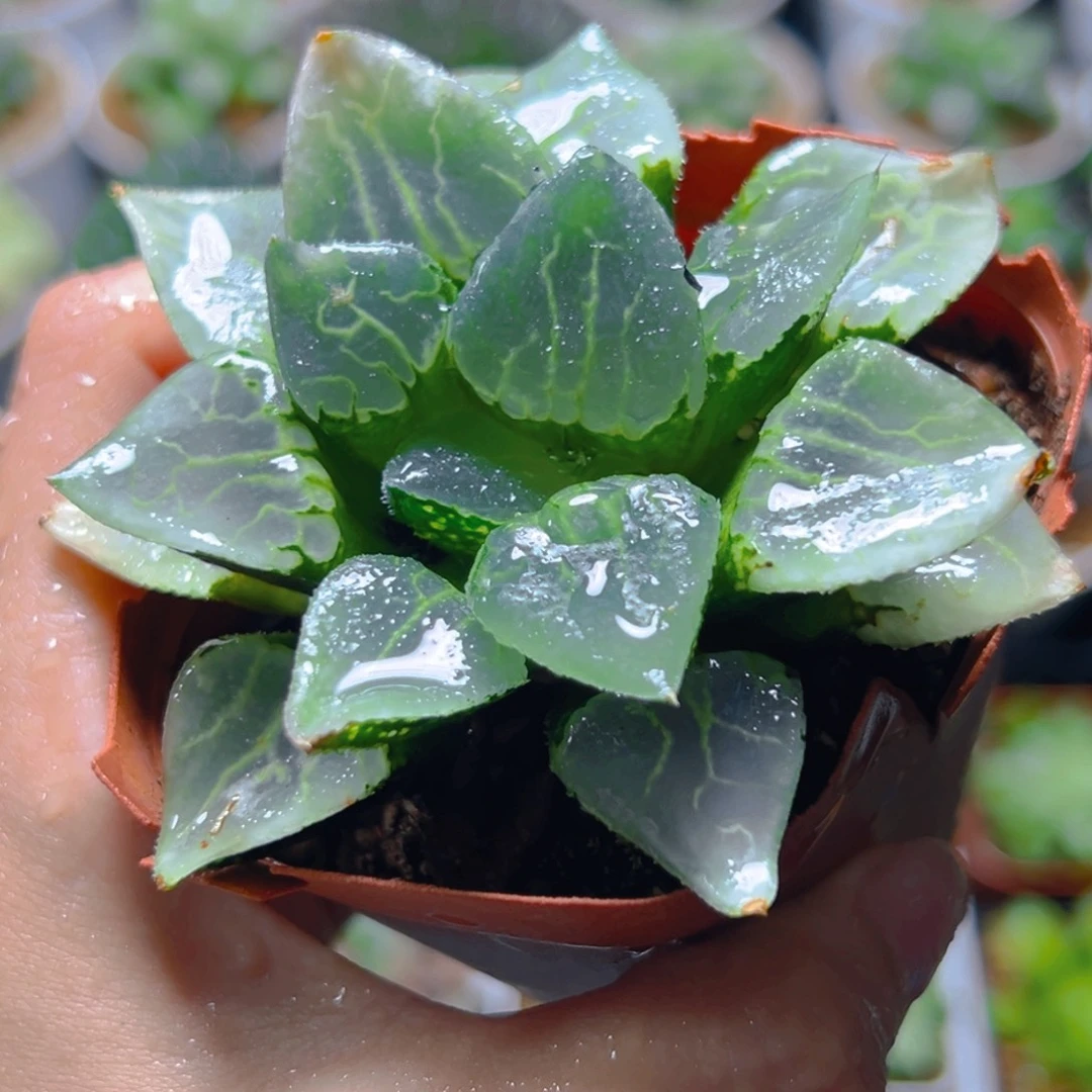 沁影克玉露多肉多肉