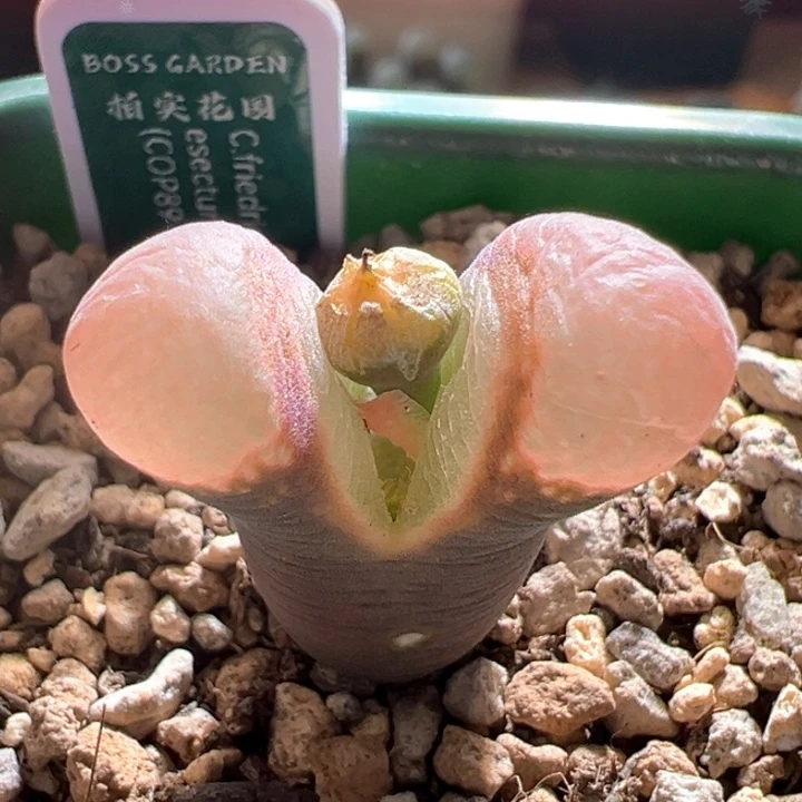 w885。优选青蛙3年鲑鱼粉88折后价